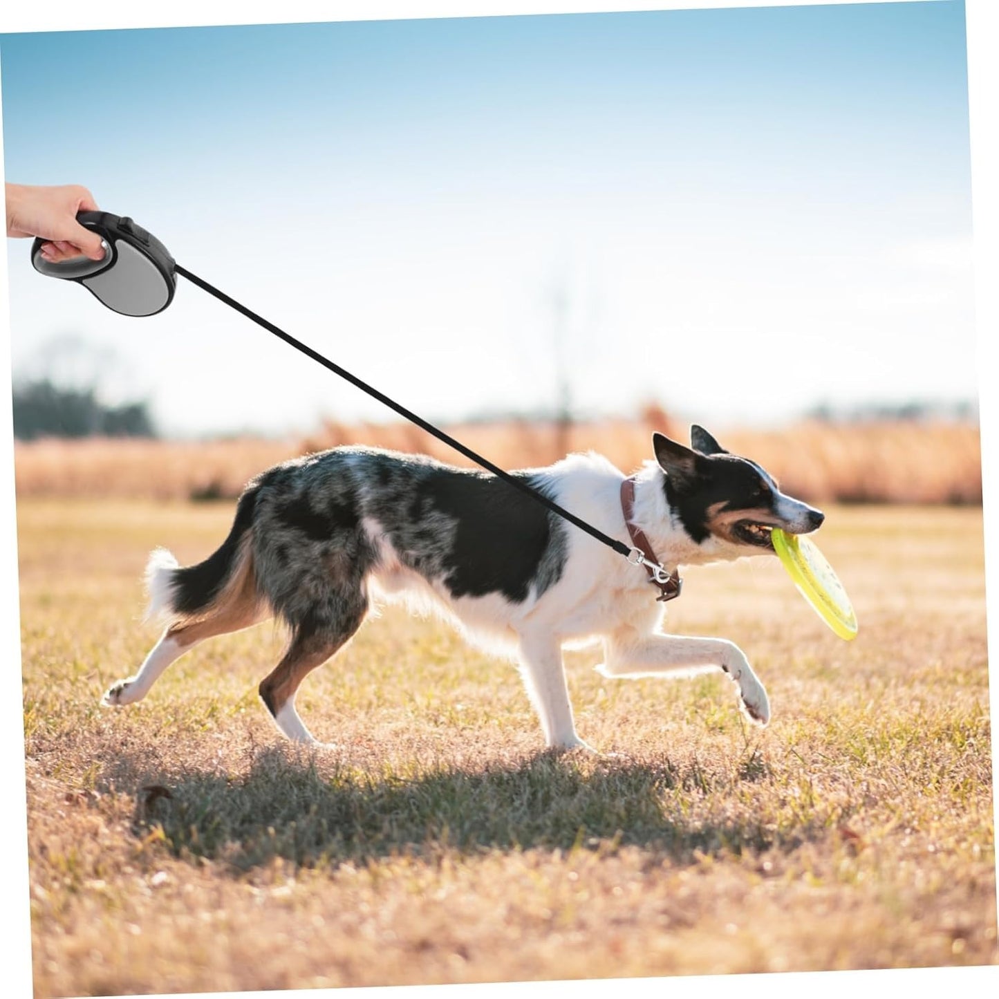 5M Retractable Dog Training Leash with One-Hand Brake System, Automatic Extend Tie-Out Lead for Puppies, Small Dogs and Cats Outdoor Walking Control